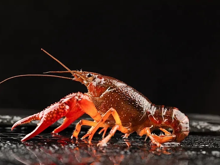 小龙虾价格暴跌！还可能再跌！随着气温不断攀升，小龙虾消费逐渐进入旺季，今年行情如何？
