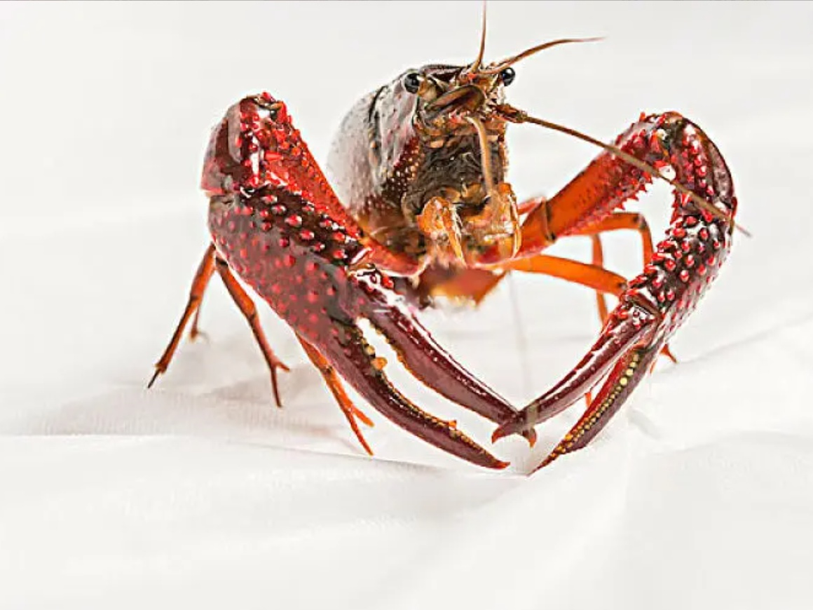 2025第八届小龙虾产业大会在江西永修召开