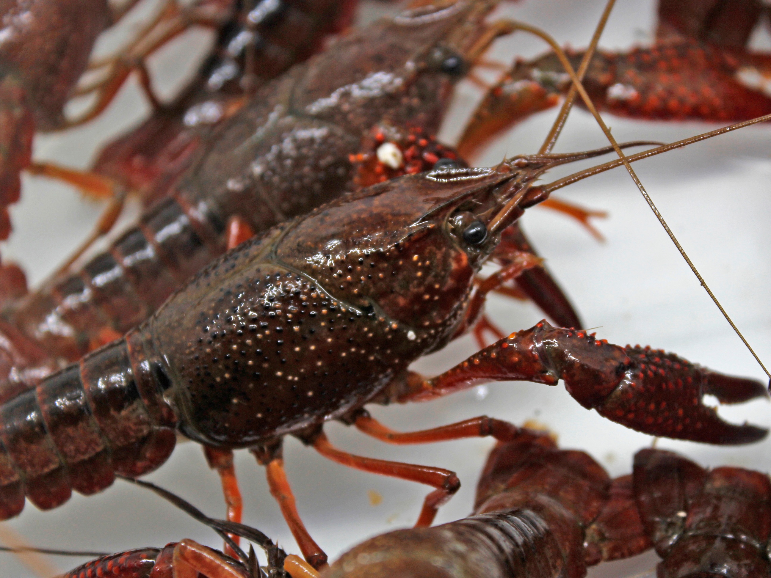 早虾上市遇价低 荆州虾产业底气十足