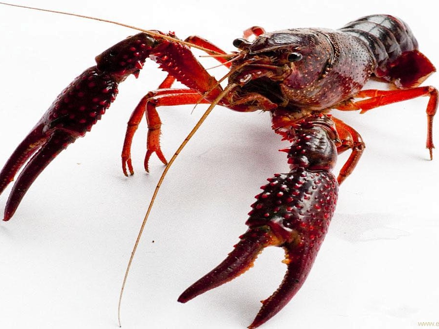 小龙虾价格大跌近50%？小龙虾自由终于要来了？