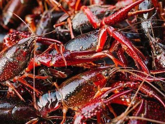 网传“价格大跳水” 经调查核实：小龙虾价格整体稳中有升波动可控