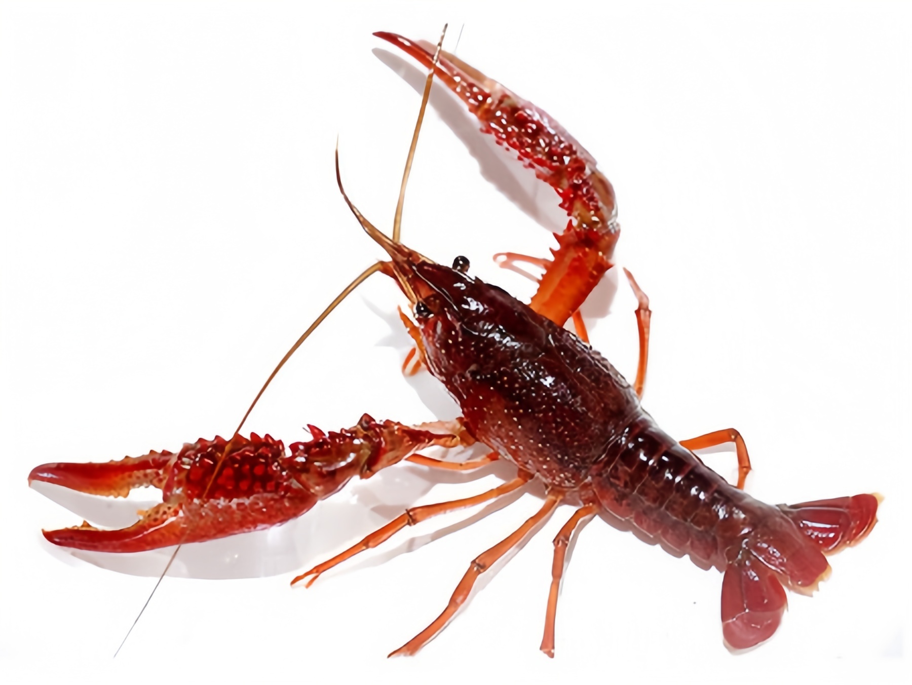 忙着养“数字龙虾”！可以吃的小龙虾已抢“鲜”上市，价格低于往年、4月中旬批量上市